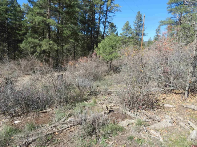 a view of a dry yard with trees