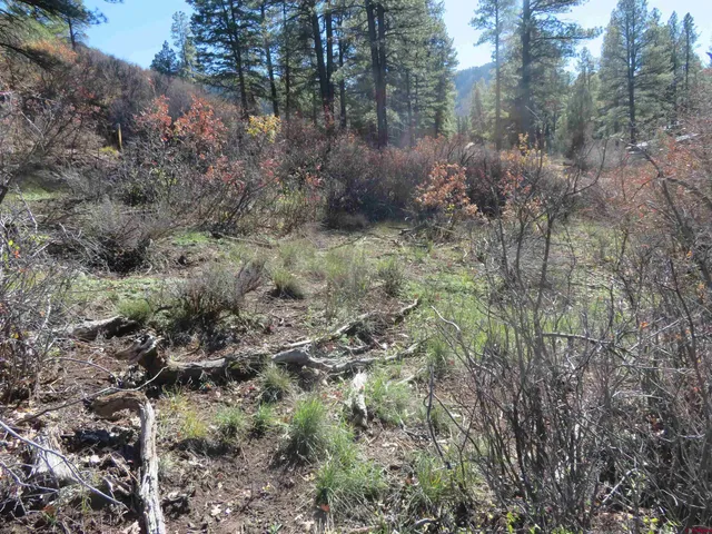 a view of a forest with trees
