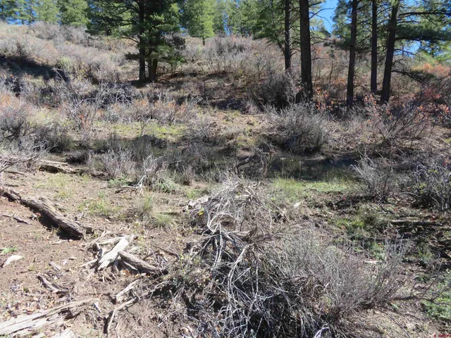 a view of a yard with plants and large trees