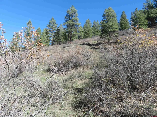 a view of a forest with trees in the background