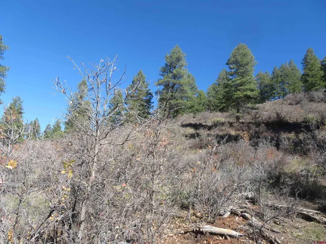a close up of a trees in a field