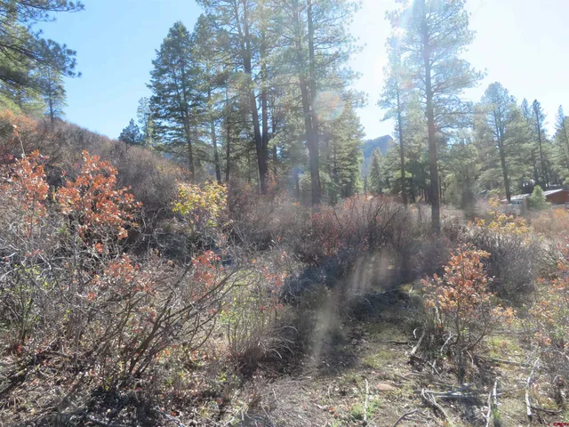 a view of a forest with lots of tree