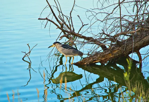 $680,000 | 8221 Marshall Court, Arvada, CO 80003