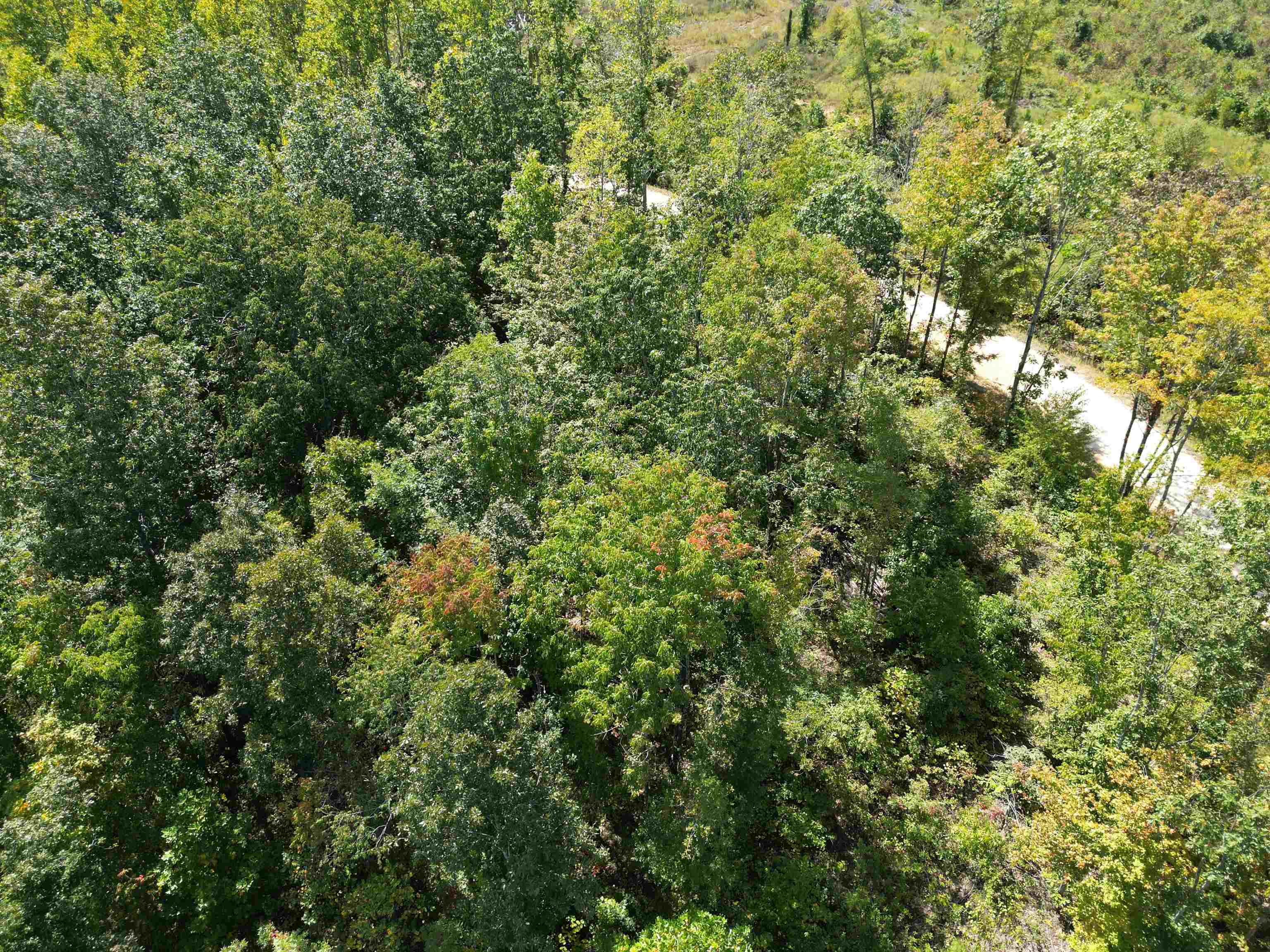 2 Toll Hollow Road Waynesboro, TN 38485 - Photo 12 of 14 Bird's eye view of a heavily wooded area