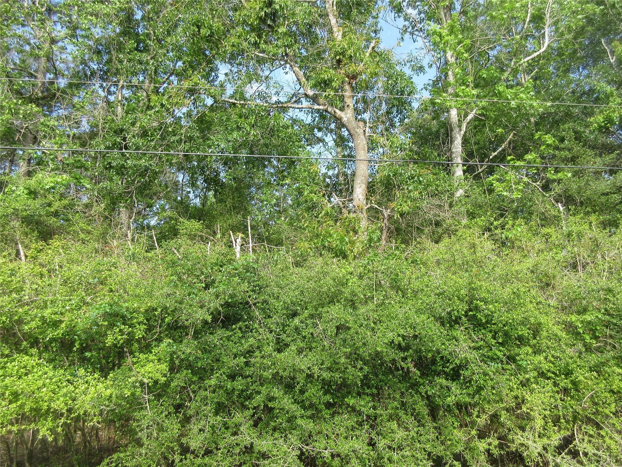 Lots of mature hardwood trees on these lots, with a creek that runs through some of it.  There is so much wildlife out here!
