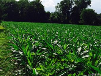 9135 Huette Road Dorsey, IL 62021 - Photo 14 of 19