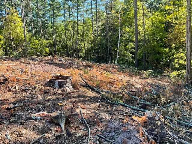 a view of road with trees