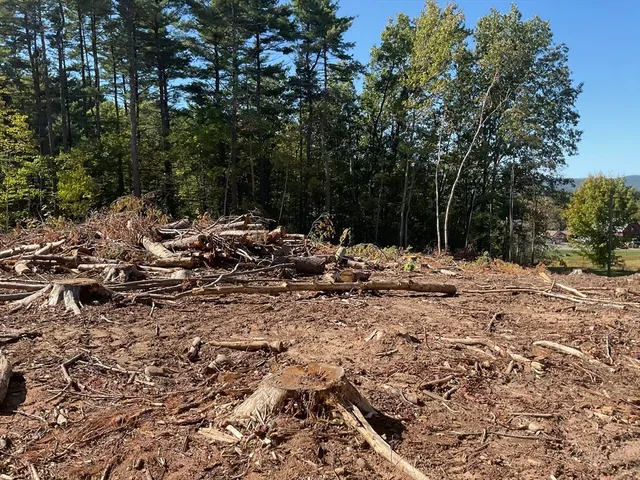 a view of a yard with plants and trees