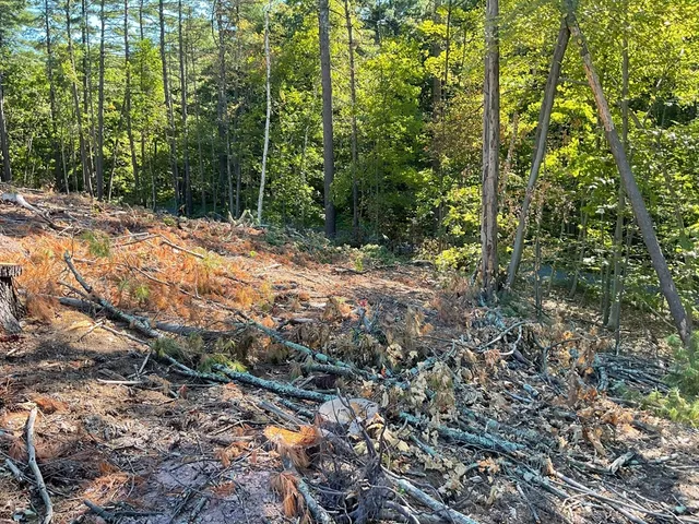 a view of a forest with trees