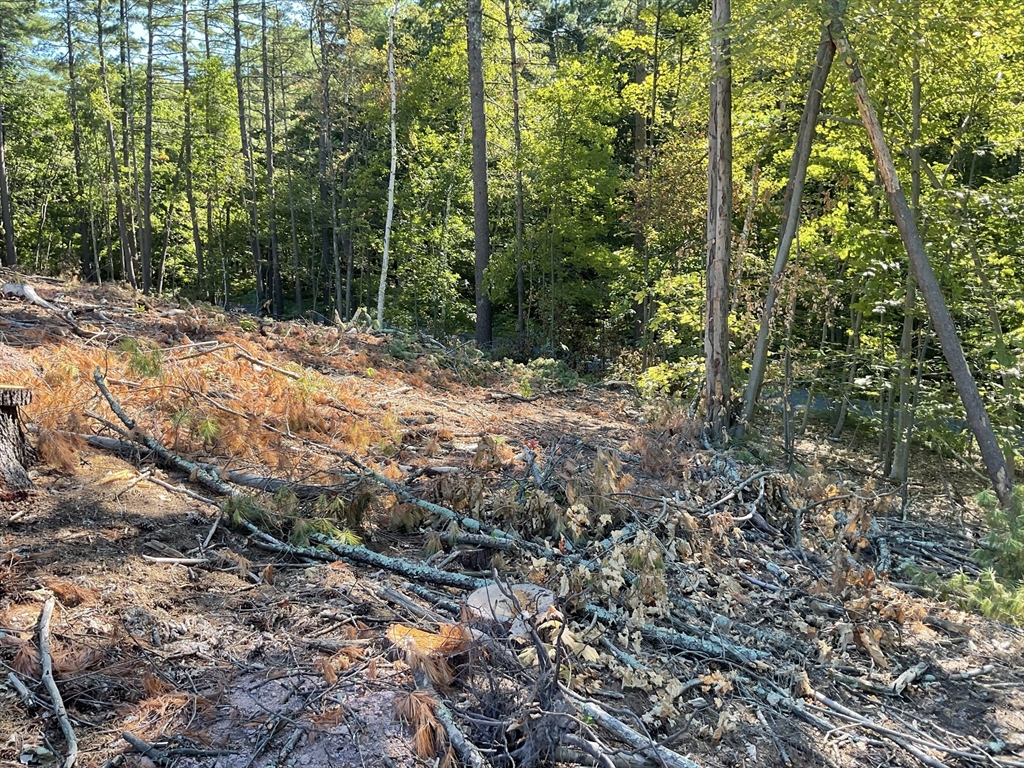 Lot 57 Whiteloaf Road Southampton, MA 01073 - Photo 8 of 13 a view of a yard with plants and large trees
