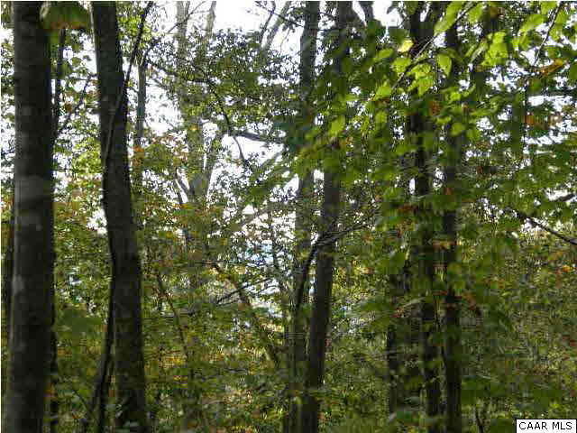 0 River Road Lovingston, VA 22949 - Photo 8 of 17 a view of a tree