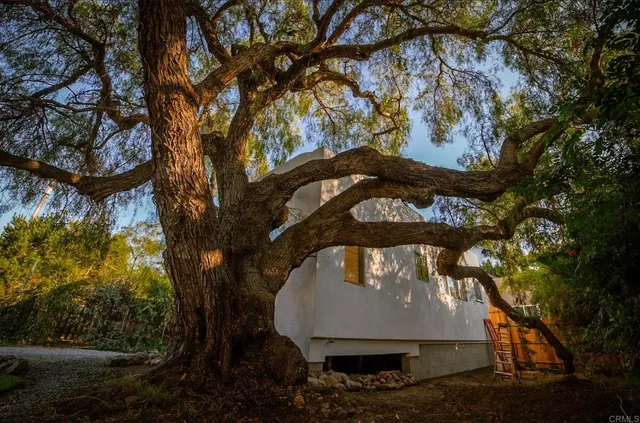 a view of a tree next to a yard