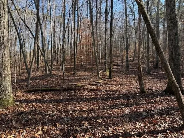 a view of a backyard with trees