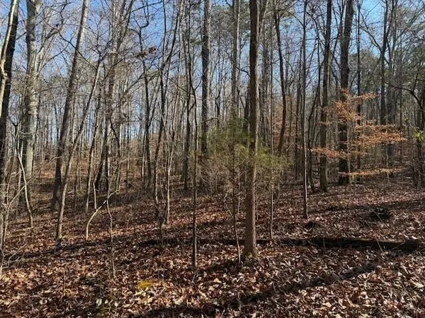 a view of a yard with plants and trees