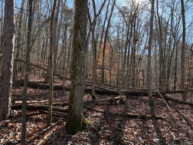 5 County Road 751 Valley Head, AL 35989 - Photo 5 of 17 a view of a backyard with pathway