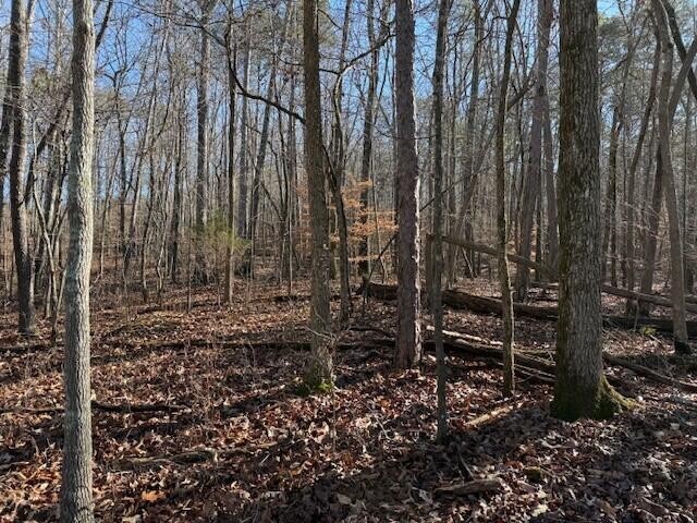 5 County Road 751 Valley Head, AL 35989 - Photo 6 of 17 a view of a backyard with large trees