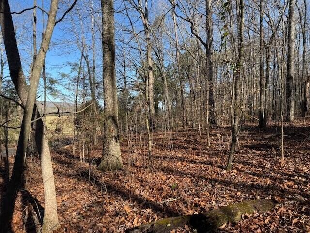 5 County Road 751 Valley Head, AL 35989 - Photo 8 of 17 a view of a yard with large trees