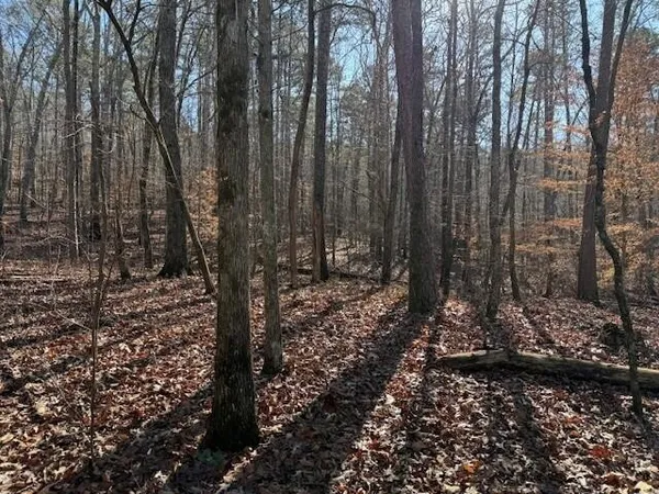 a view of a forest with trees