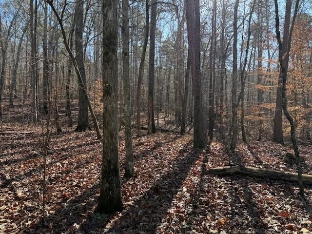 5 County Road 751 Valley Head, AL 35989 - Photo 9 of 17 a view of a forest with trees