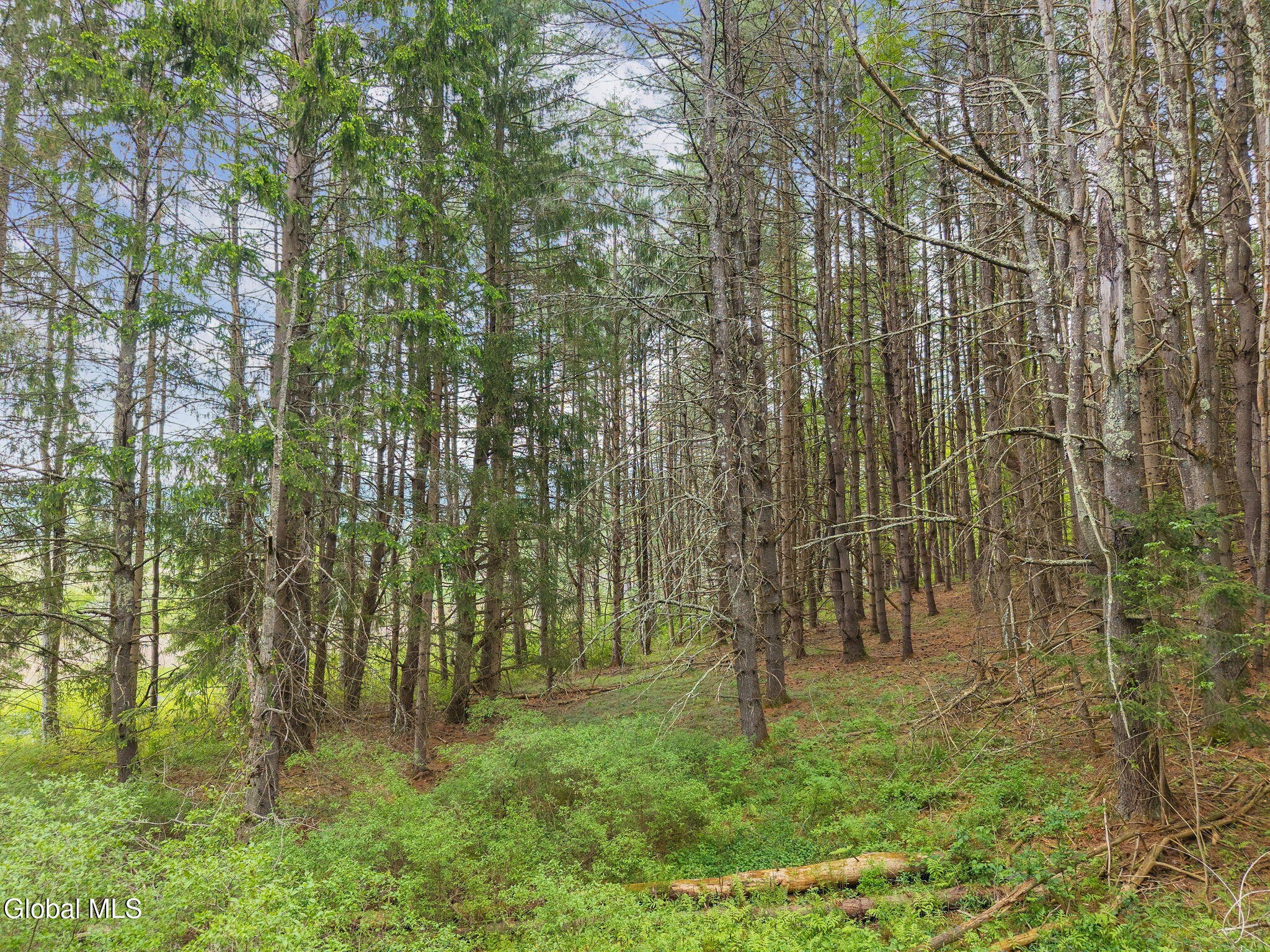 1432 Shew Hollow Road Gilboa, NY 12076 - Photo 48 of 55 53-1432ShewHollowRd_53
