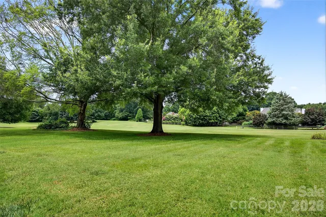 a view of a trees in a yard