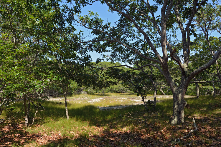 5-106 Lighthouse Road Aquinnah, MA 02535 - Photo 6 of 7 Gallery Image 6
