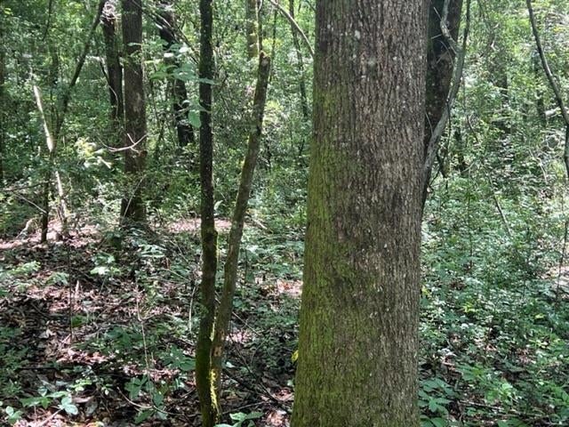 5.24-ac Adams Pond Road Opp, AL 36467 - Photo 10 of 18 Gallery Image 10