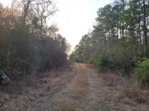 a view of a forest with trees in the background