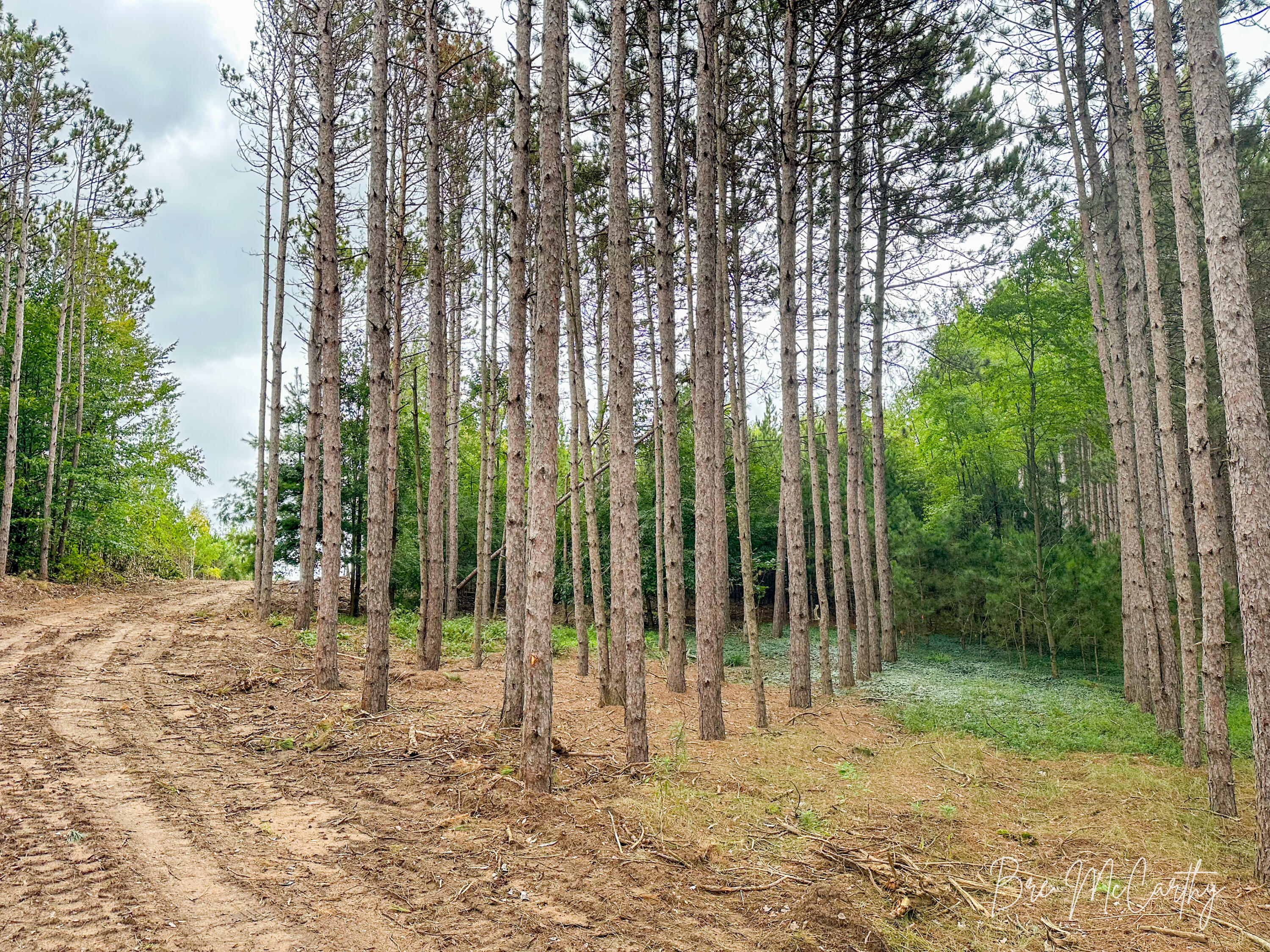 6642 Spruce Ridge Road, Unit 6 Bear Lake, MI 49614 - Photo 21 of 30 Driveway