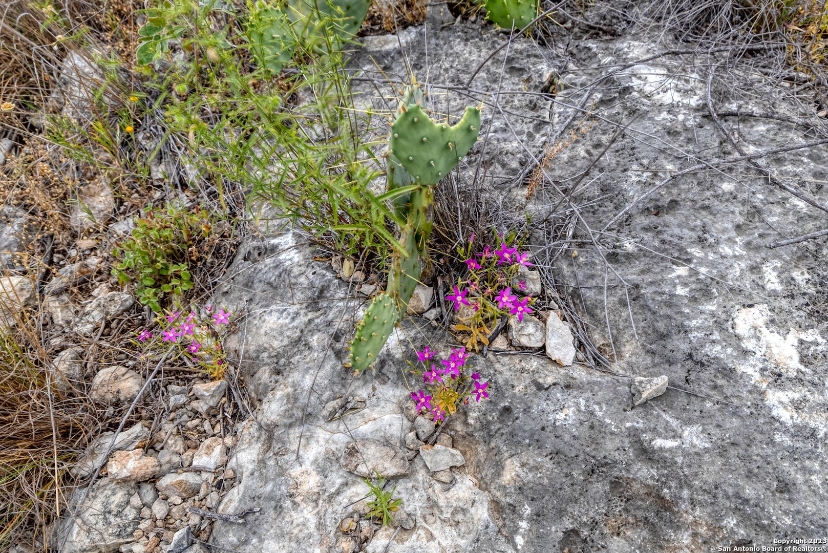 0 Brushy Creek Ranch Road Concan, TX 78838 - Photo 12 of 27 a view of a flower in a garden