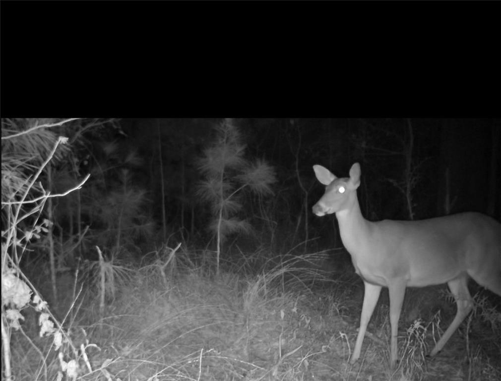 Tract Jb-4 George White Road Holden, LA 70744 - Photo 11 of 11