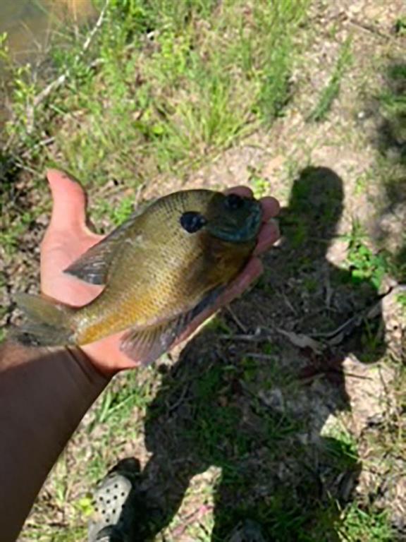 Tract Jb-4 George White Road Holden, LA 70744 - Photo 9 of 11