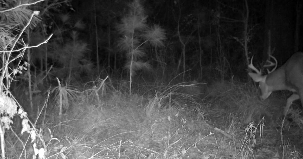 Tract Jb-4 George White Road Holden, LA 70744 - Photo 10 of 11