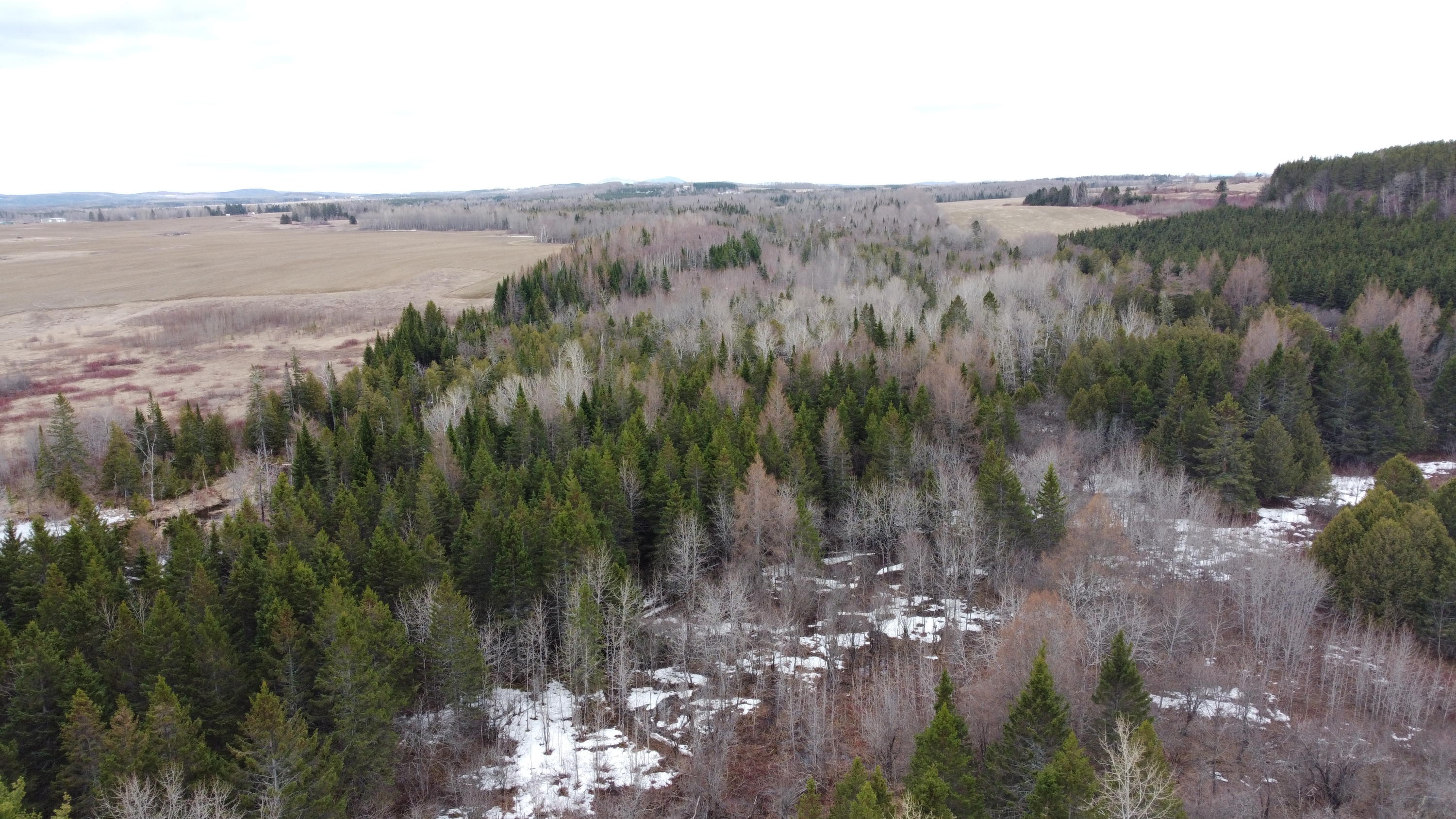 89 Presque Isle Road Fort Fairfield, ME 04742 - Photo 10 of 16 Woods in back