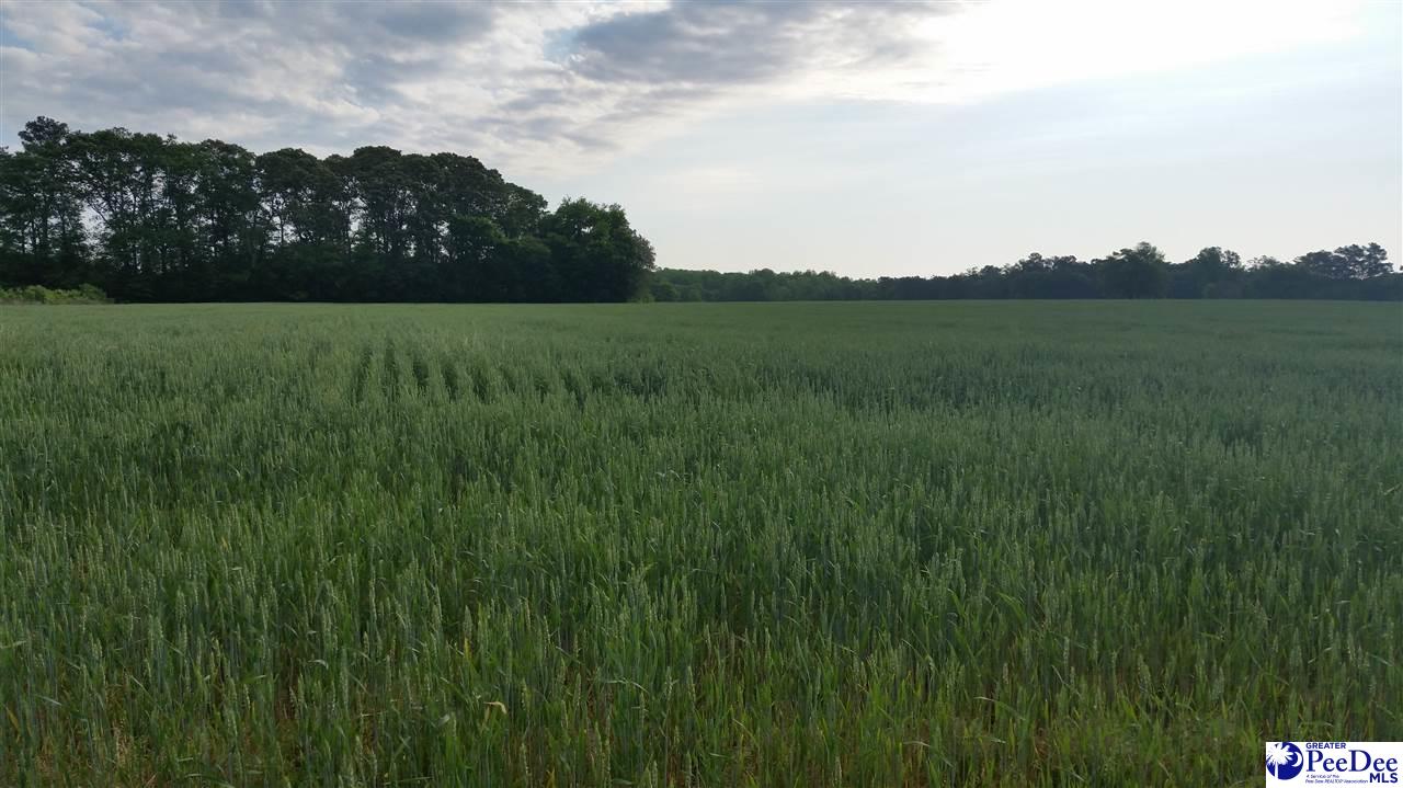 Tbd Antioch Church Road Bennettsville, SC 29512 - Photo 1 of 1 Gallery Image 1