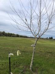 0 Elkhorn Boulevard Rio Linda, CA 95673 - Photo 17 of 18 a view of a large body of water with a large tree