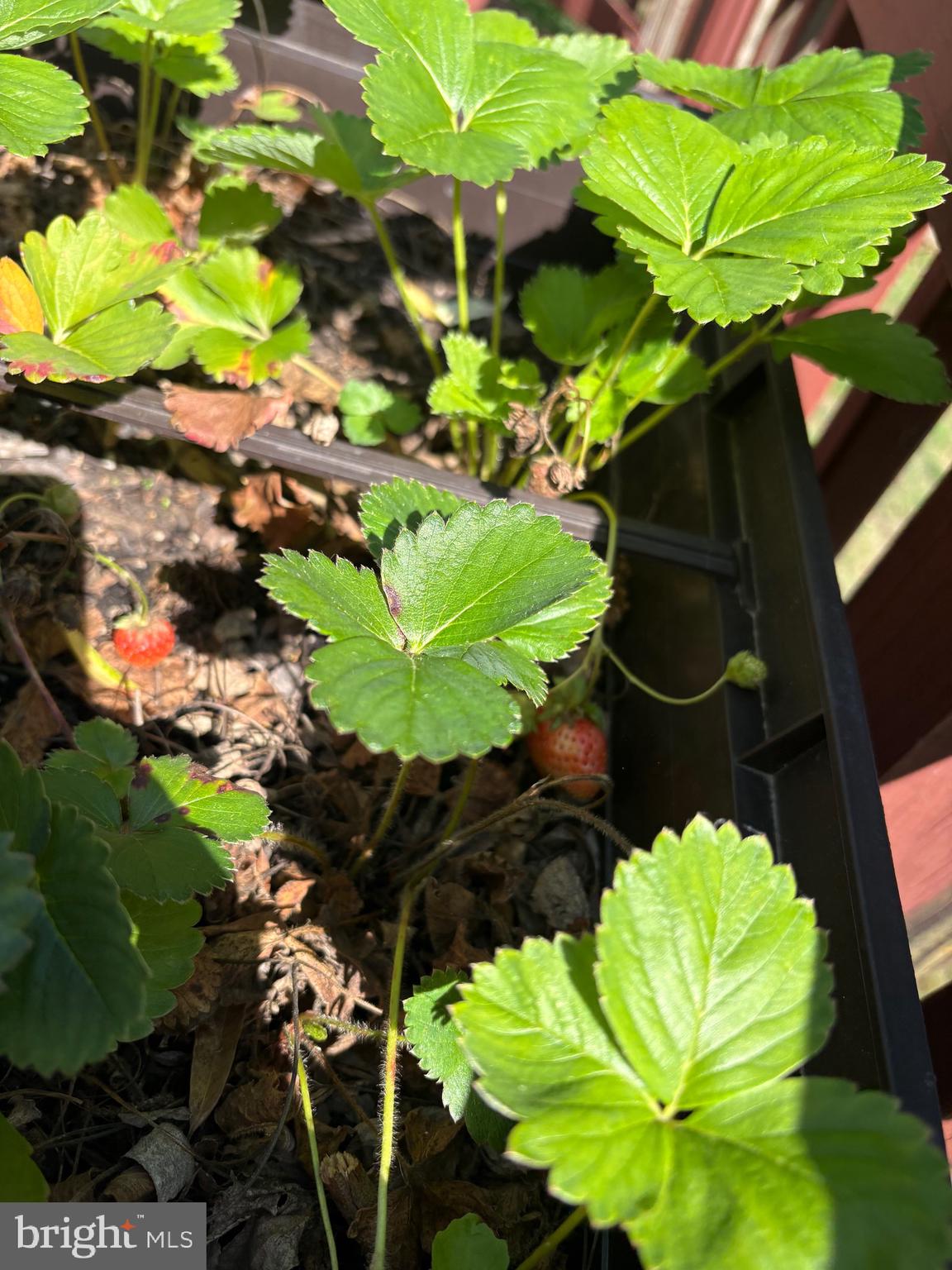 126 Valley View Road Fredericksburg, VA 22407 - Photo 39 of 42 Strawberry garden