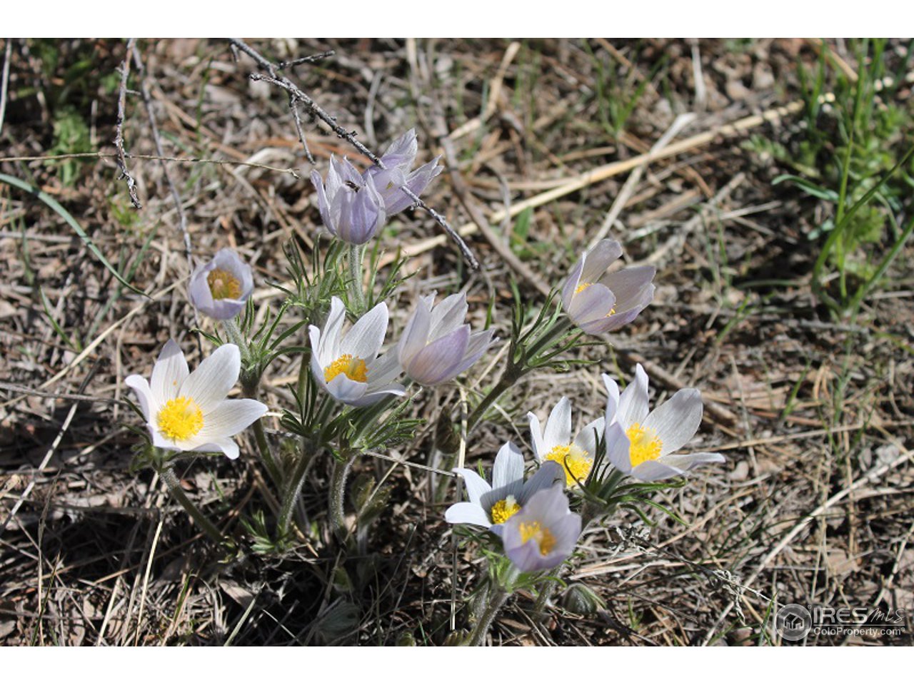 0 Bonner Springs Ranch Road Laporte, CO 80535 - Photo 3 of 14 Spring Awaits Your Colors