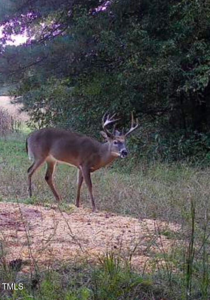 0 Fielding Knott Road Oxford, NC 27565 - Photo 3 of 21 Trailcam pic