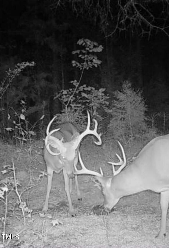 0 Fielding Knott Road Oxford, NC 27565 - Photo 4 of 21 Trailcam pic