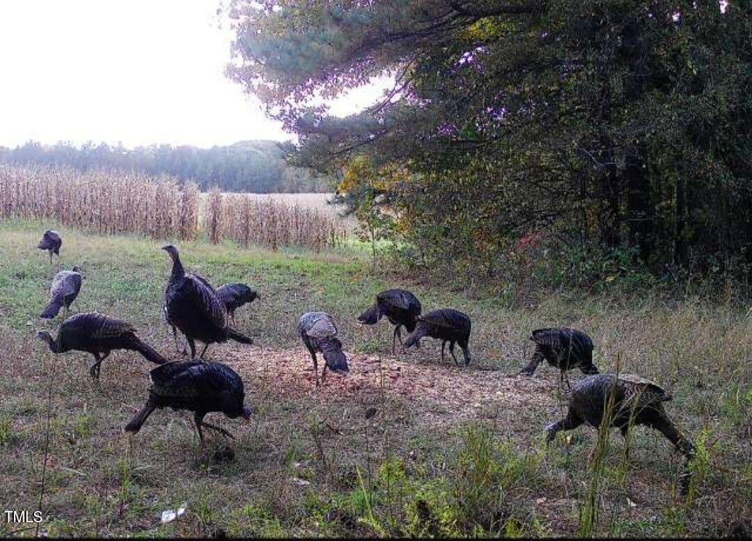 0 Fielding Knott Road Oxford, NC 27565 - Photo 6 of 21 Trailcam pic