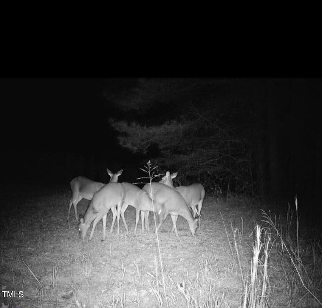 0 Fielding Knott Road Oxford, NC 27565 - Photo 7 of 21 Trailcam pic