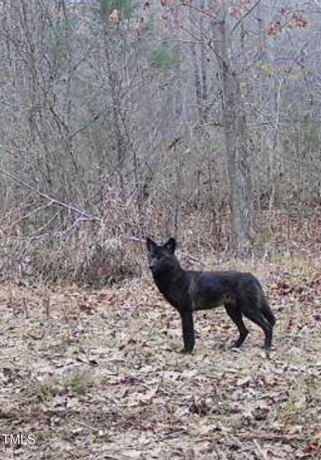 0 Fielding Knott Road Oxford, NC 27565 - Photo 8 of 21 Trailcam pic