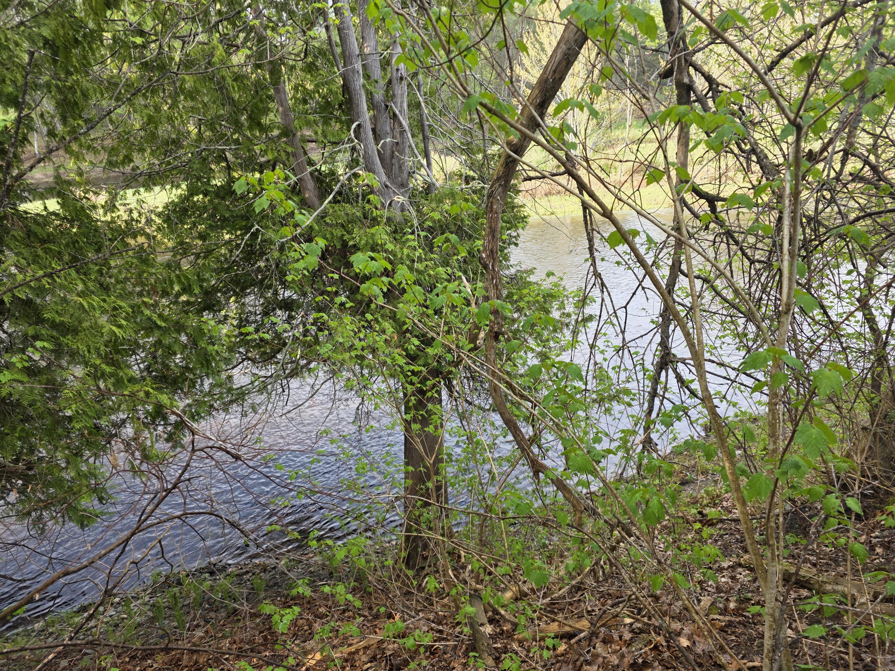 46 Harding Street Island Falls, ME 04747 - Photo 7 of 12 20260519_175731