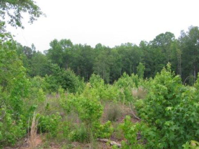 a view of a lush green forest with trees in the background