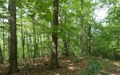 Sequoyah Lane Murphy, NC 28906 - Photo 1 of 1 Main View