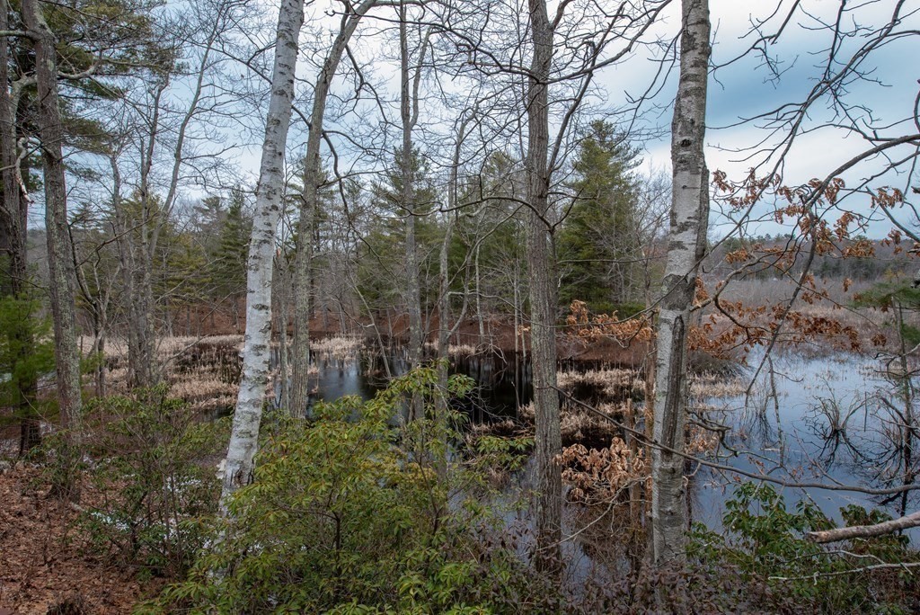 357 Ipswich Road Boxford, MA 01921 - Photo 23 of 28 a view of a forest with a tree
