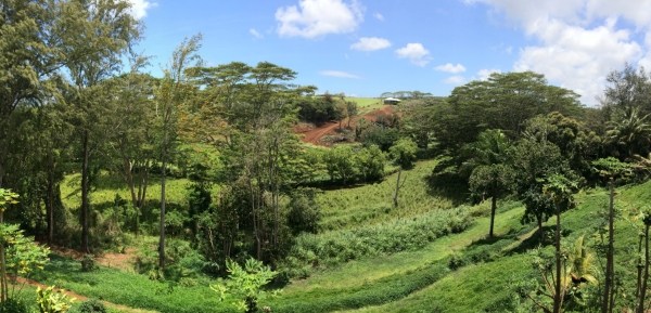 3765 Omao Road, Unit B Koloa, HI 96756 - Photo 7 of 16 a view of a green yard