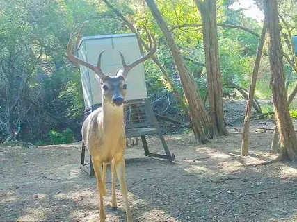 a view of a tree in a yard
