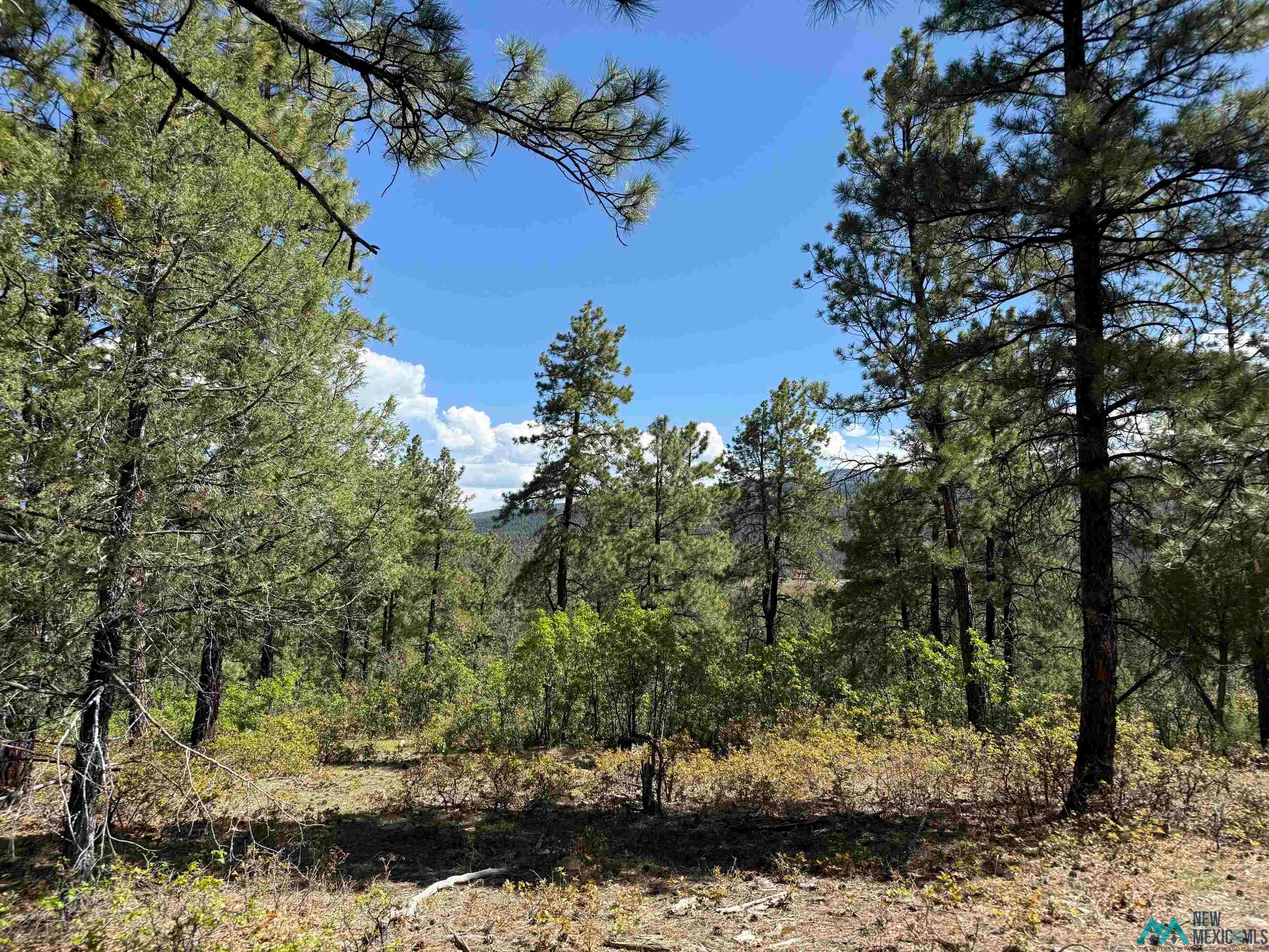 Tbd Buckman Road Chama, NM 87520 - Photo 3 of 11 Gallery Image 3